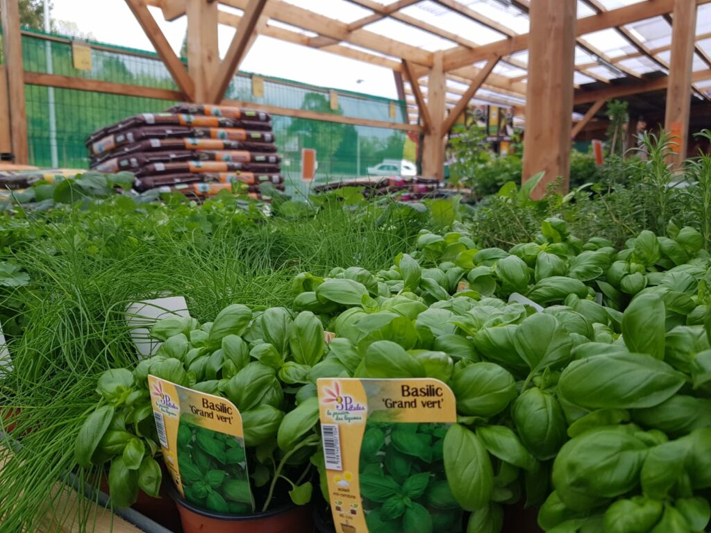 Plantes